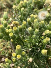 Erigeron bonariensis