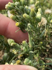 Erigeron bonariensis