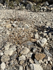 Lessingia glandulifera