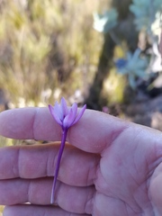 Thereianthus longicollis