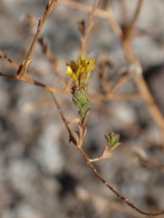 Lessingia glandulifera