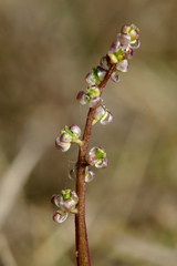 Triglochin laxiflora