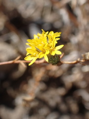 Lessingia glandulifera