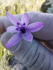 Thereianthus longicollis