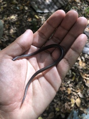 Carphophis amoenus helenae