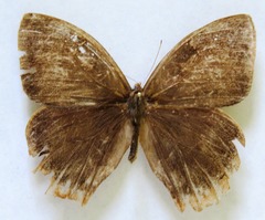 Taygetis rufomarginata