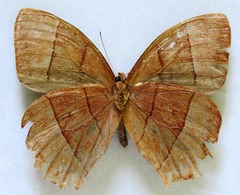 Taygetis rufomarginata