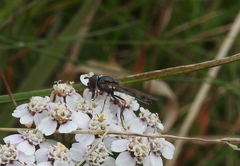 Platycheirus albimanus