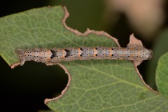 Monostoecha semipectinata