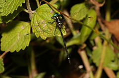 Eusynthemis aurolineata