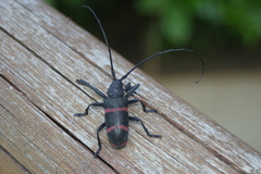 Ceroplesis orientalis