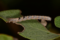 Monostoecha semipectinata