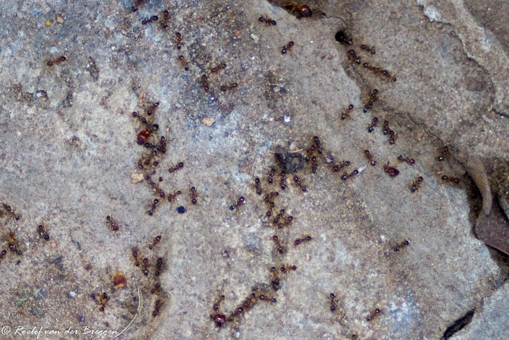 Pheidole capensis