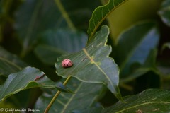 Solanophila paykullii
