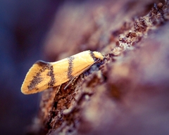 Psaroxantha basilica