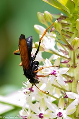 Tachypompilus ignitus