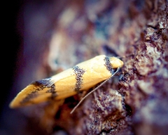 Psaroxantha basilica