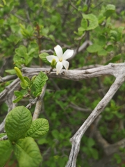 Gardenia resiniflua