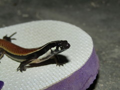 Sphenomorphus muelleri