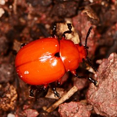 Leptinotarsa rubiginosa