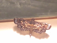Eurrhyparodes splendens