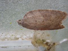 Acleris sparsana