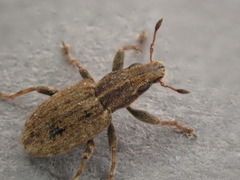 Sitona lepidus
