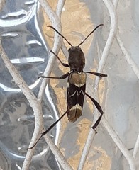 Neoclytus augusti