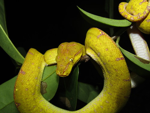 Photo of a Green Python (Morelia azurea)