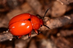 Leptinotarsa rubiginosa