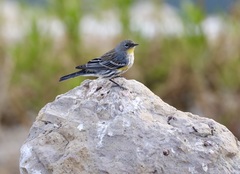 Setophaga coronata