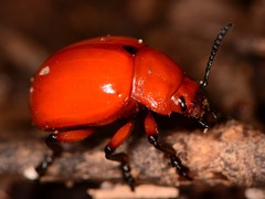 Leptinotarsa rubiginosa