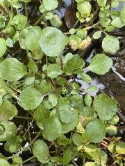 Cardamineae