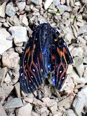 Amesia sanguiflua viriditincta