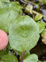 Cardamineae