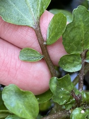 Cardamineae