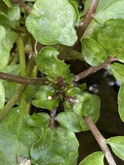 Cardamineae
