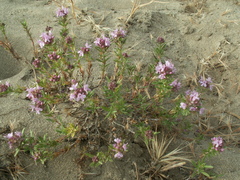 Thymus pallasianus