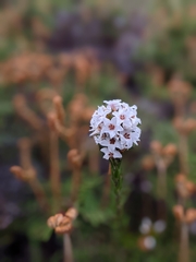 Epacris lanuginosa