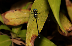 Eusynthemis aurolineata