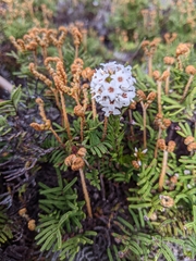 Epacris lanuginosa