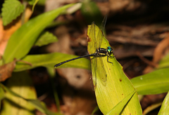 Eusynthemis aurolineata