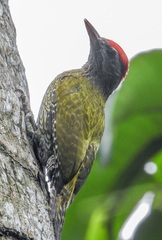 Picus xanthopygaeus