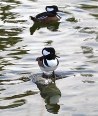 Lophodytes cucullatus