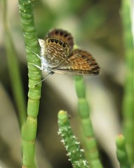 Brephidium pseudofea