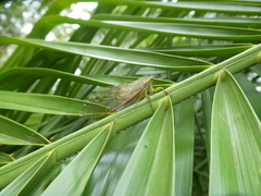 Chlorocysta vitripennis