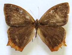 Taygetis rufomarginata