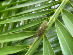 Chlorocysta vitripennis