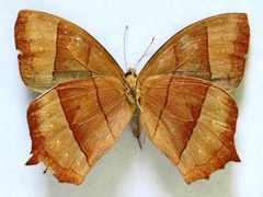 Taygetis rufomarginata