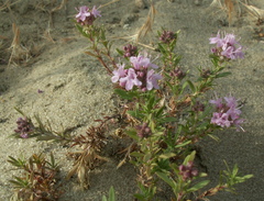 Thymus pallasianus